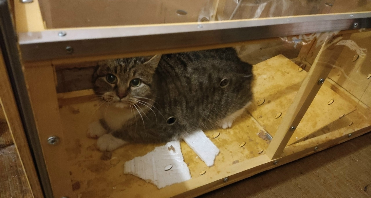 У ярославцев потребовали вернуть спасенную кошку обратно в подвал