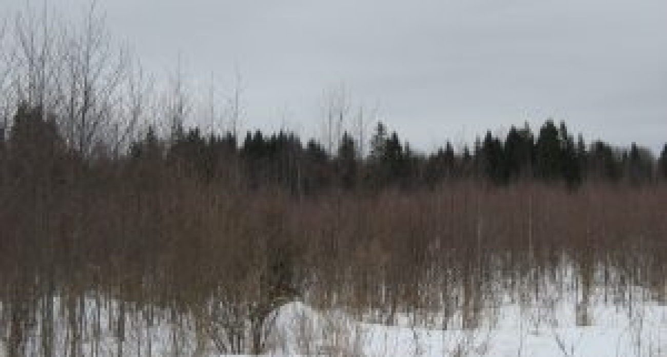 Под Ярославлем оштрафовали владельцев заросших полей, угрожающих деревне