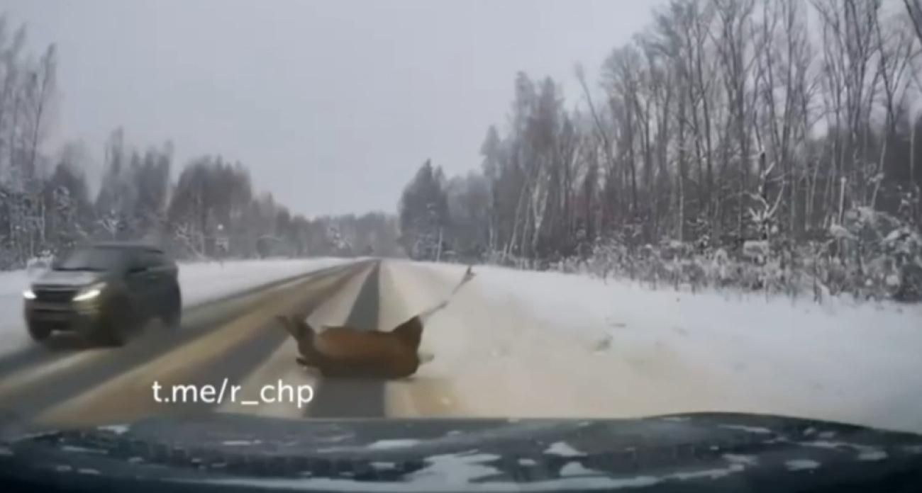 Авария с ярославским лосем "автоподскавщиком" разошлась в соцсетях