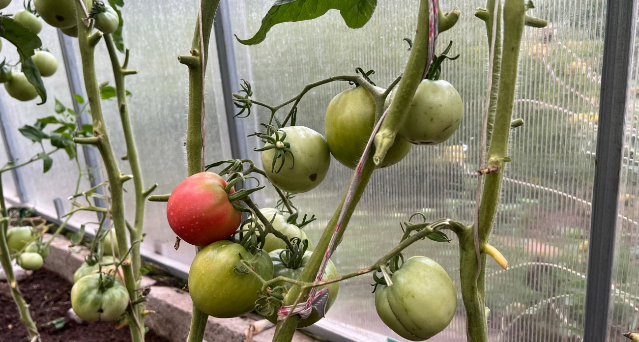 Опытный дачник раскрыл свой трюк: пока все спорят, где брать семена, он покупает тут и экономит кучу денег