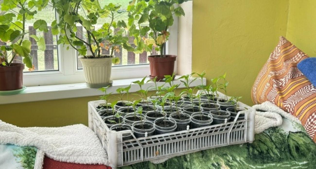 Сею уже в феврале, а к лету собираю урожай ведрами: рассказываем секреты, которые спасут рассаду