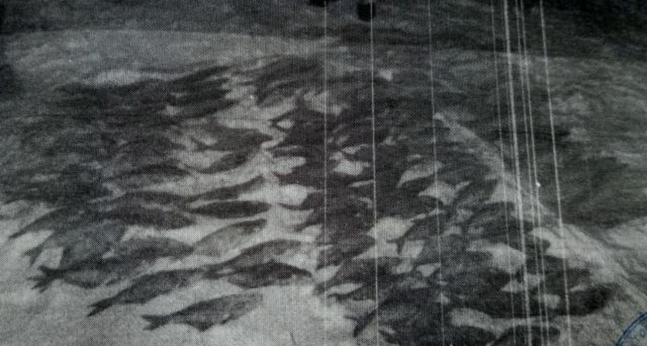 Улов на 146 тысяч рублей обернулся условным сроком: двое рыбаков с сетями попались на Рыбинском море