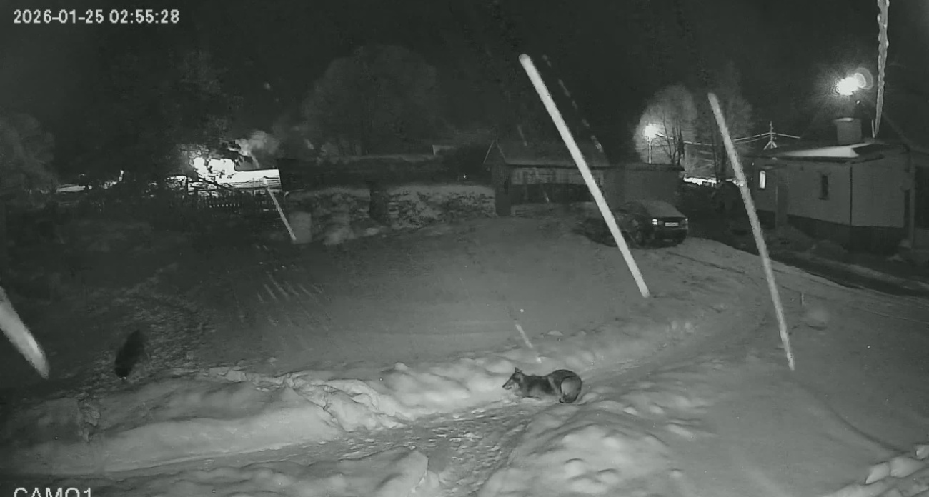  В Рыбинском районе волк загрыз насмерть сторожевую собаку