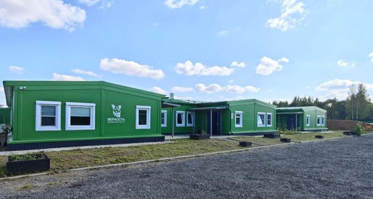 «Верность» получила контракт на 2,4 млн руб. на отлов и стерилизацию бездомных собак в Ярославле