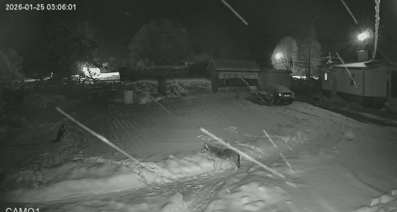 В Рыбинском районе устроили облаву на волка-убийцу