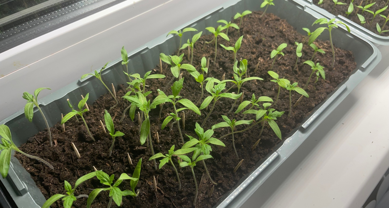Секрет бабушки, который превращает хрупкую рассаду в богатырскую: что делать, чтобы ростки не вытягивались