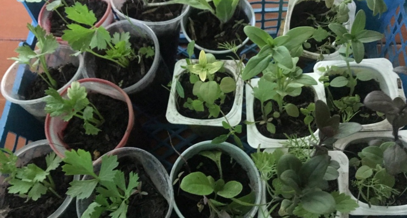 Забудьте про обычную воду: секретные лайфхаки для замачивания семян, о которых молчат садоводы