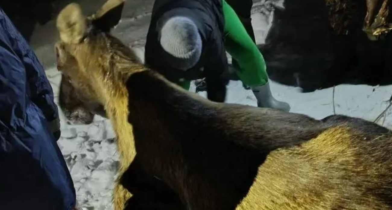 Спасенного в Ярославской области лося отправят в реабилитационный центр