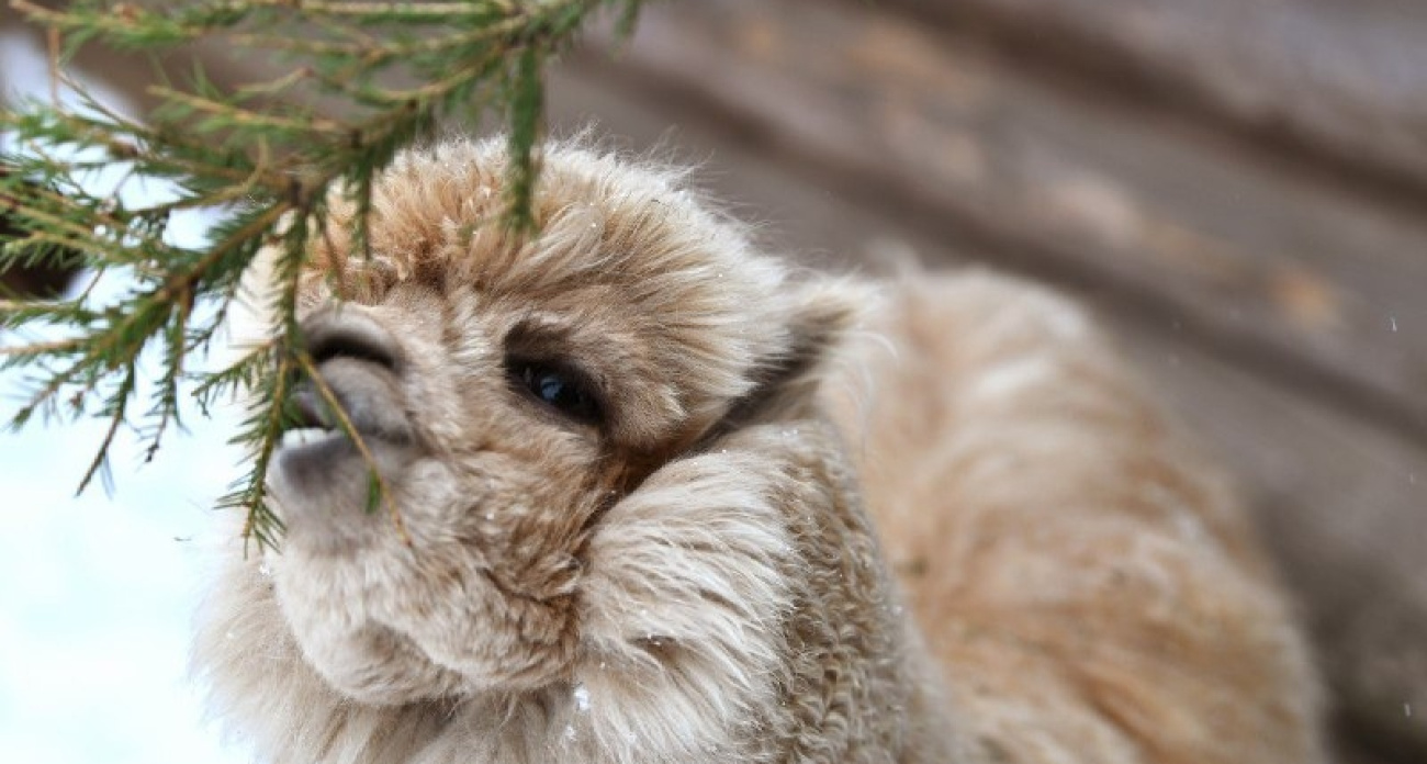 В Ярославский зоопарк передали более 500 елок