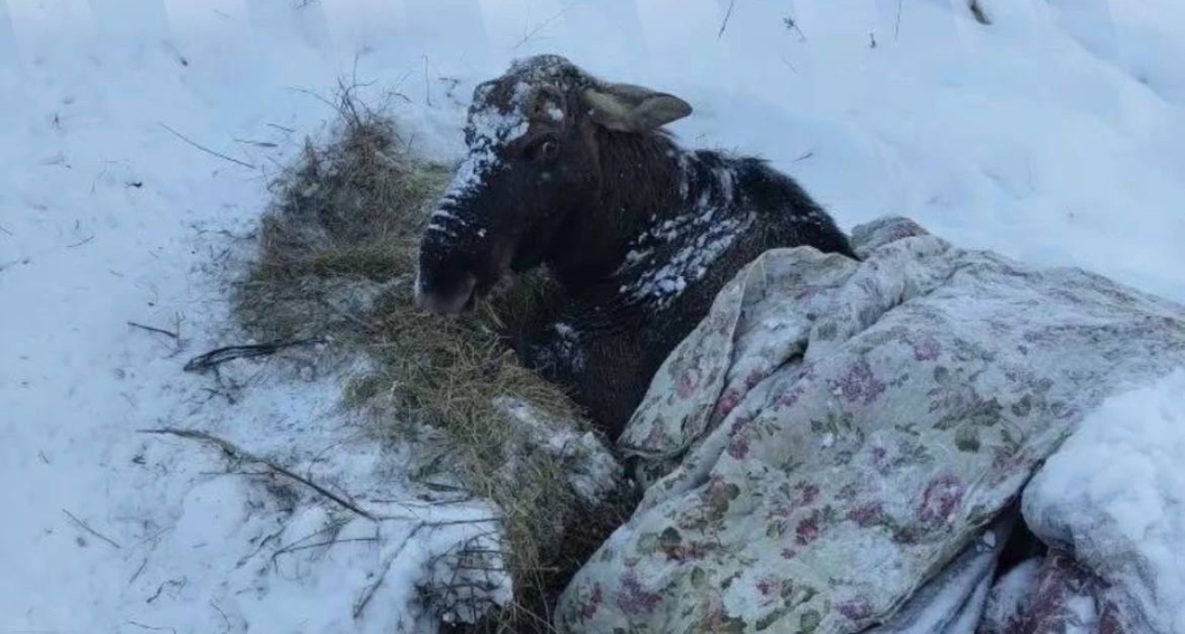 Спасённый из пруда лось погиб: не пережил транспортировку в реабилитационный центр