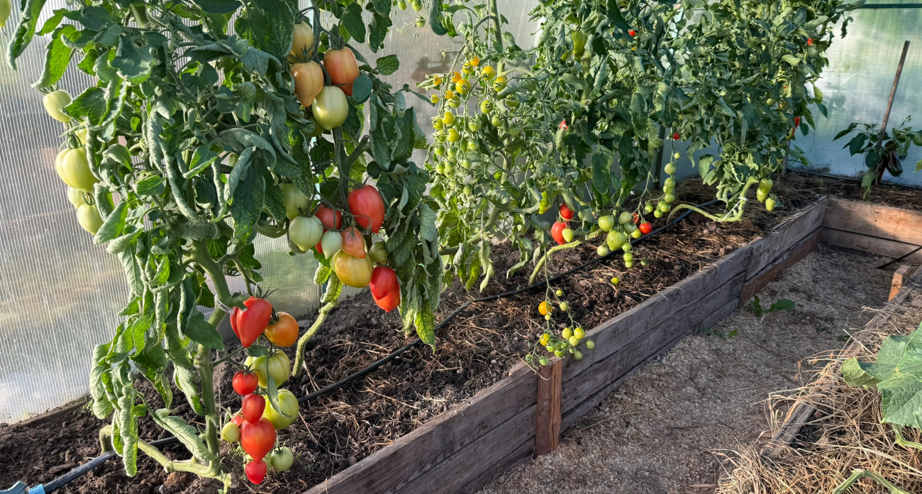 Секрет агронома: как сорвать свои помидоры уже в июне, эксперт назвал лучшие сорта 