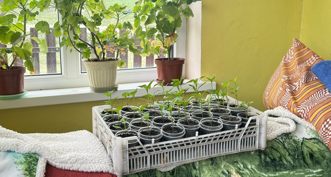 Ленивый чешский способ: как посеять перец без хлопот и забыть о нем на неделю