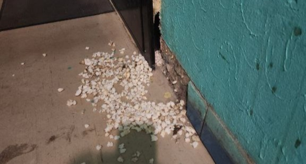 Ярославское социальное жилье оккупировали крысы