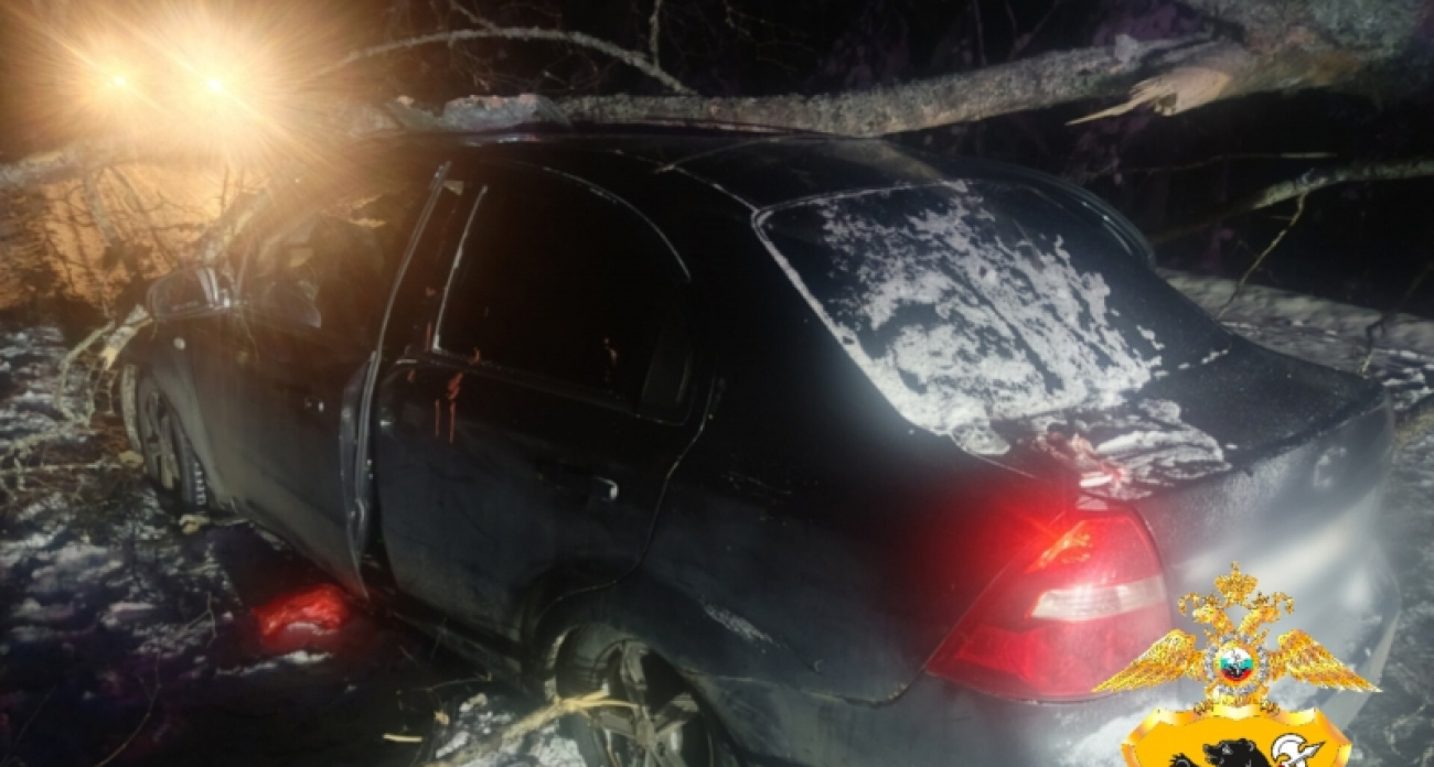 Под Рыбинском иномарка влетела в упавшее на дорогу дерево