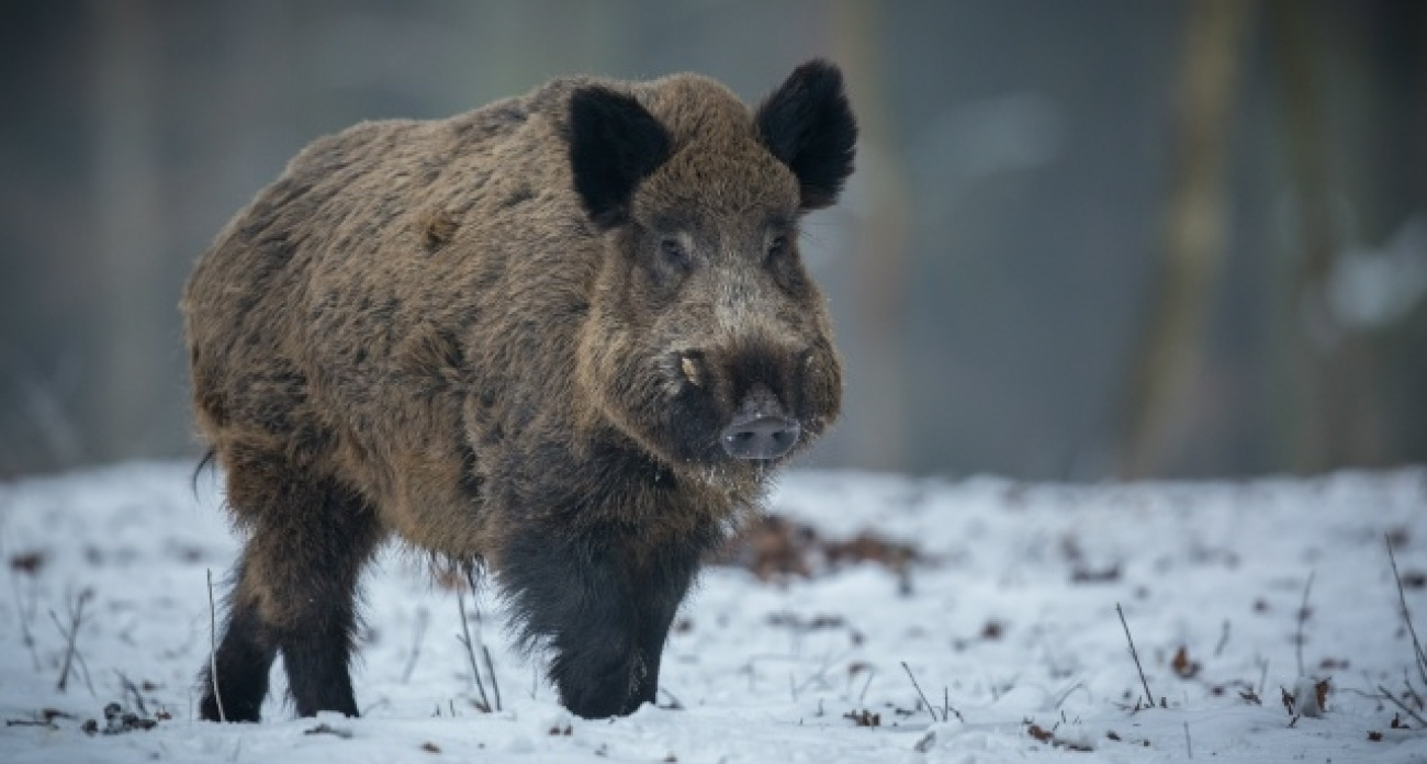 Браконьер попал в собственный капкан: житель Любимского округа лишился права охоты