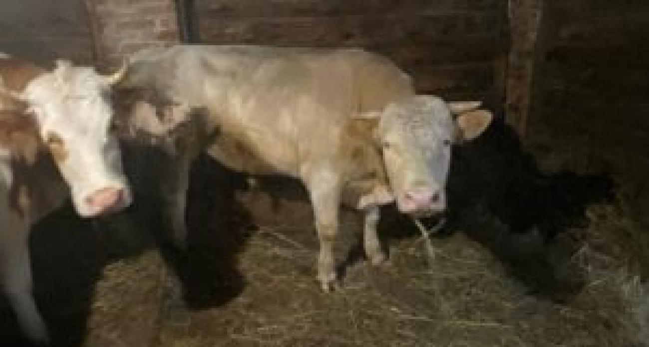 Россельхознадзор взял на карандаш переславского фермера