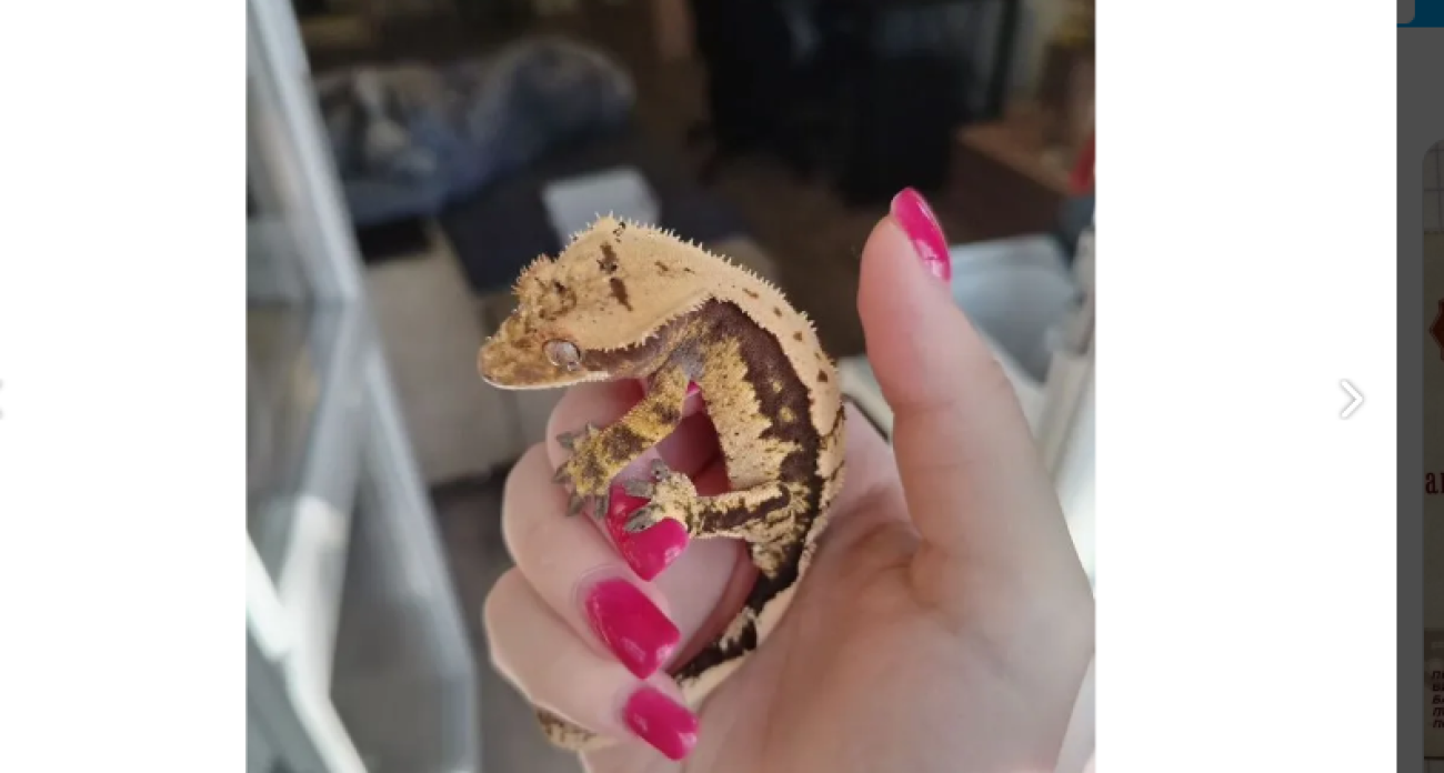 В Ярославле на "Авито" продают ящерицу-бананоеда за 16 тысяч рублей 
