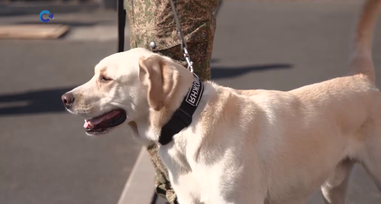 Закон 5-летней давности защищает питомцев от приставов: домашних животных нельзя изъять за долги