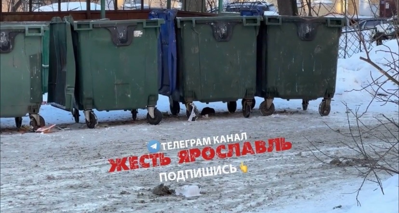 Жителей центра Ярославля пугает "вечное шествие крыс"