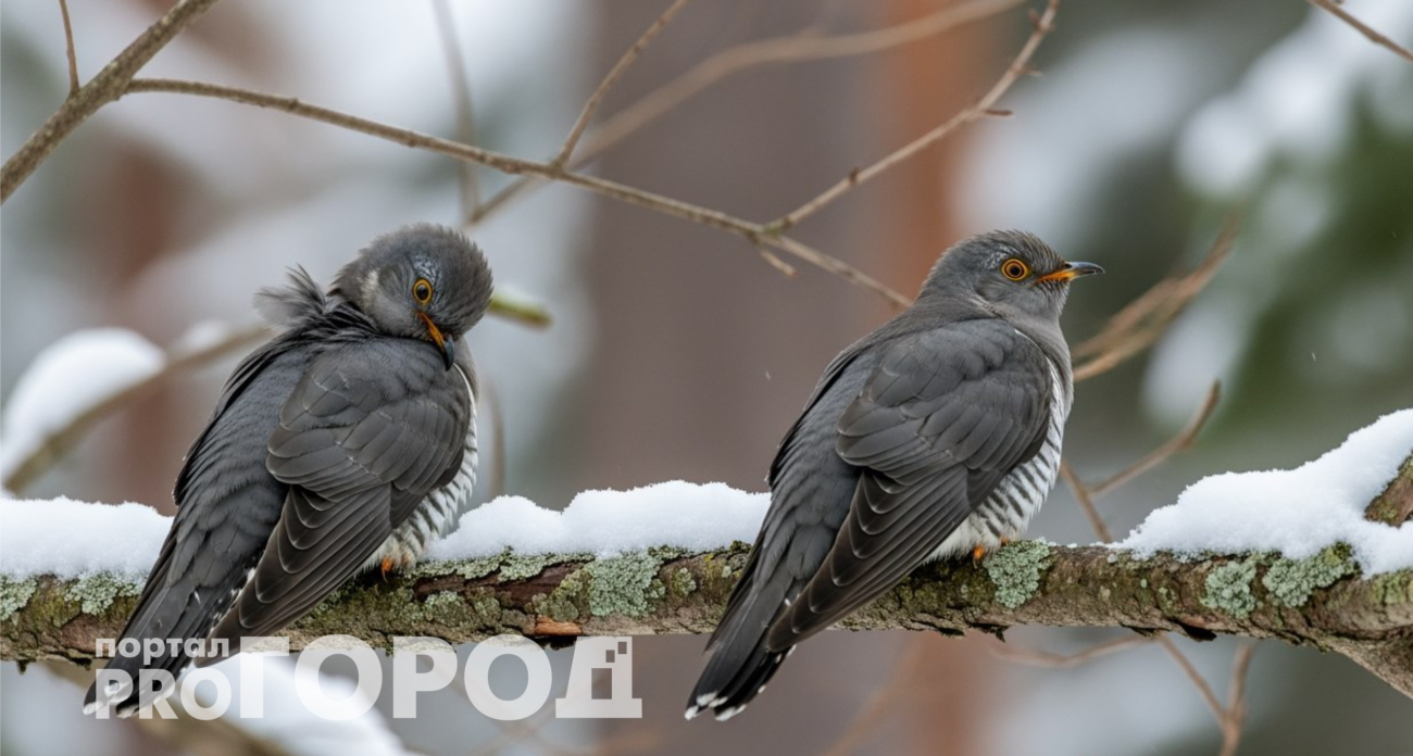 Как его только не коверкают: правильное название самца кукушки