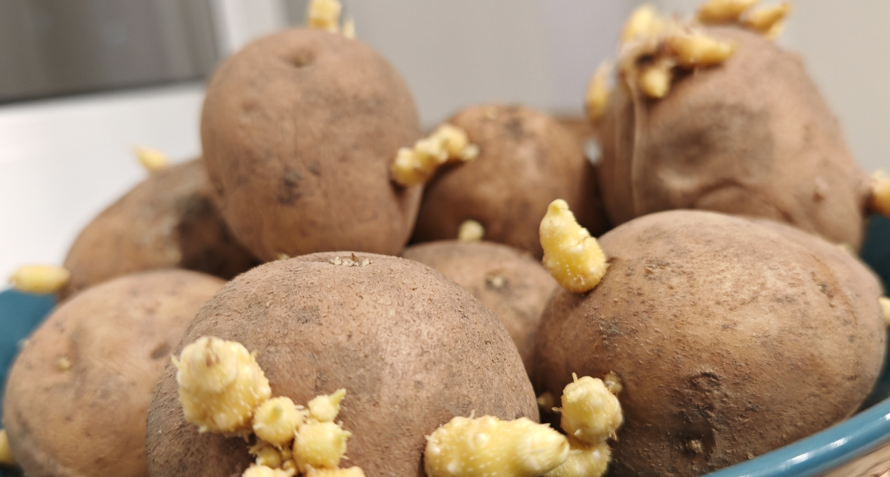 Цены на Эпин взлетели до небес: огородник нашел замену в погребе и сэкономил 1800 рублей