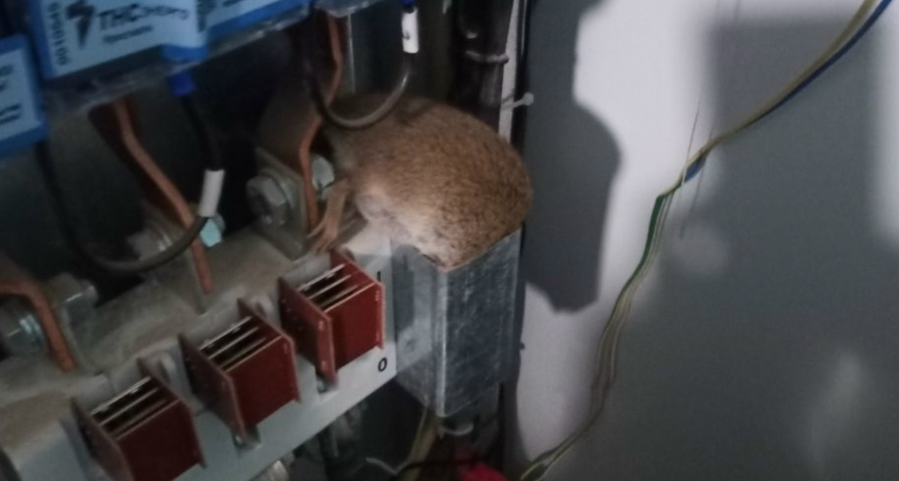 "Мы боимся выходить из квартир!" — жильцы многоэтажки на Фрунзе умоляют власти прогнать крыс