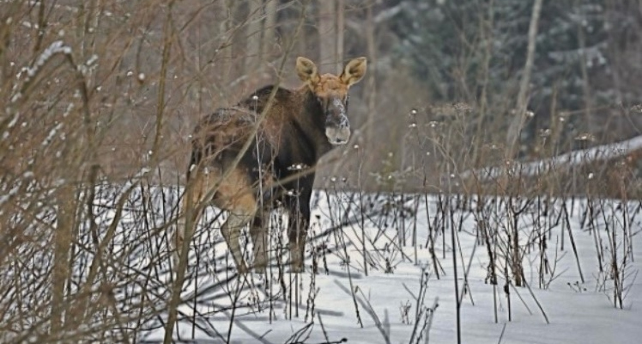 Браконьеру дорого обошлась охота под Рыбинском: за лося — почти полмиллиона