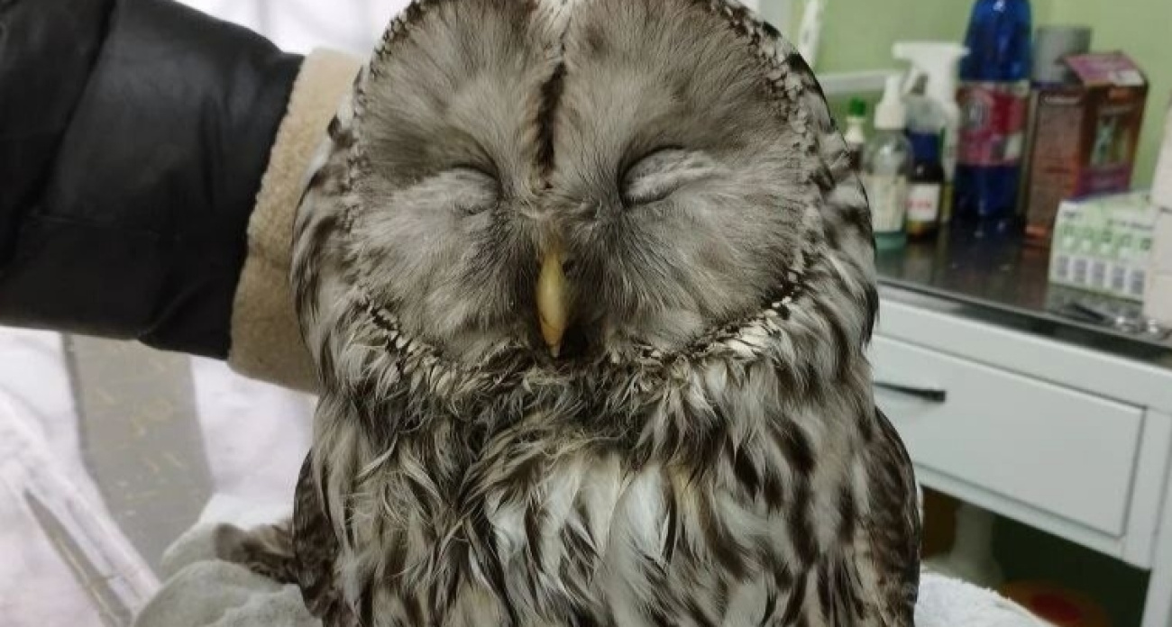 В  Ярославской области спасли совенка 