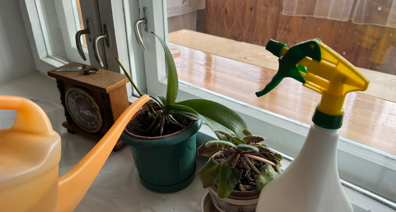 Растение-убийца, которое стоит у вас в комнате: проверьте, угрожает ли вам что-нибудь 