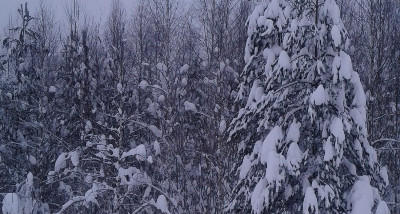 В Ярославской области поле исчезло под деревьями: Россельхознадзор передал материалы в суд