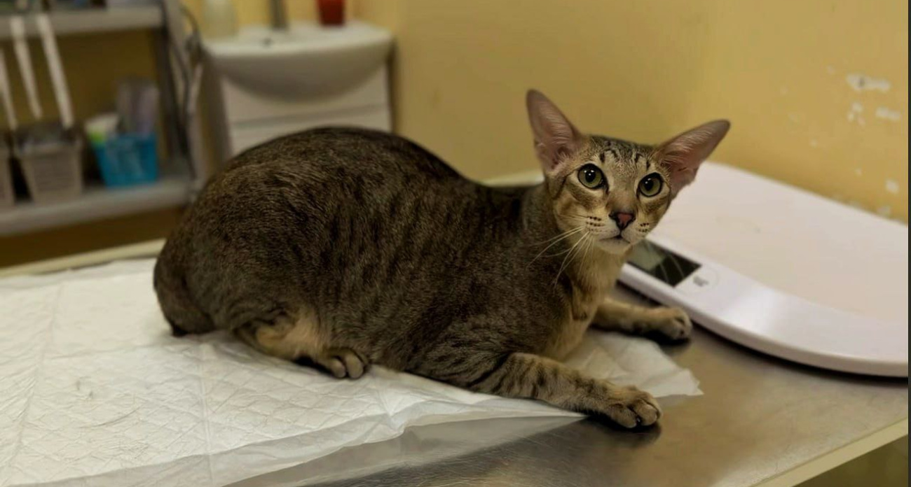 Как сохранить здоровье питомца и вовремя предотвратить болезни?	