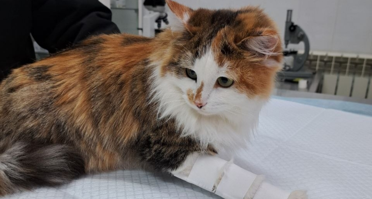 Даниловские ветеринары спасли кошку, попавшую в капкан  