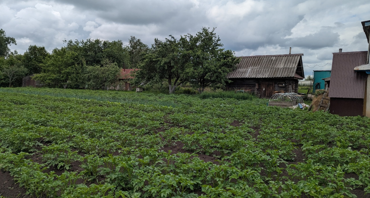 До 700 тысяч штрафа и потеря земли: с 1 марта новые правила касаются этого дерева на участке 