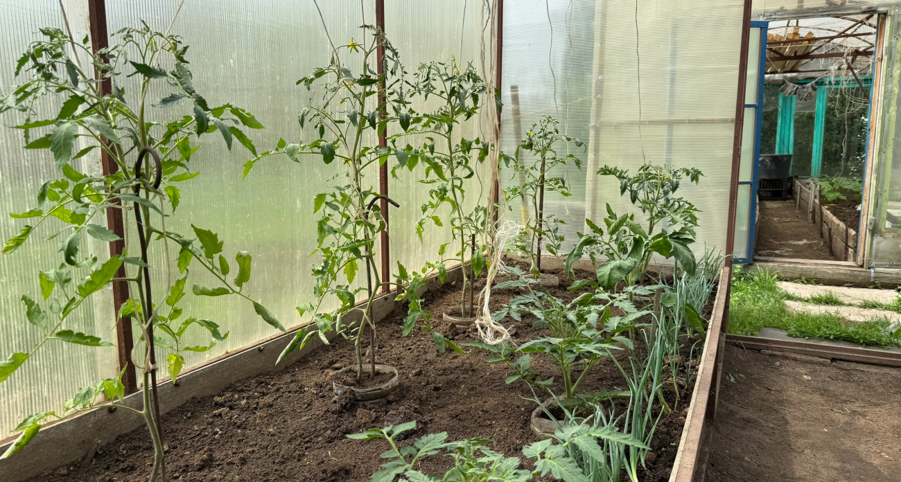 Раньше перцы зрели к августу, а теперь — в июне: правило первой петельки, о котором молчат агрономы