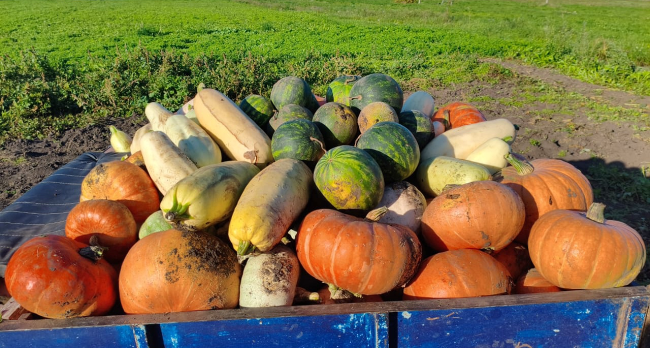 Сезон открыт: что срочно сделать на даче весной, чтобы собрать богатый урожай летом