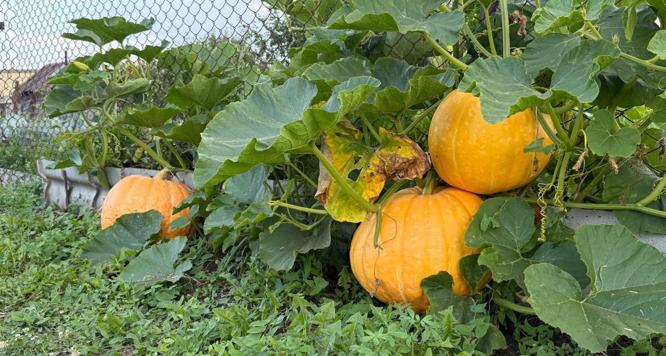 Запомните раз и навсегда: врач объяснила, почему тыква может быть смертельно опасна и кому ее нельзя даже пробовать