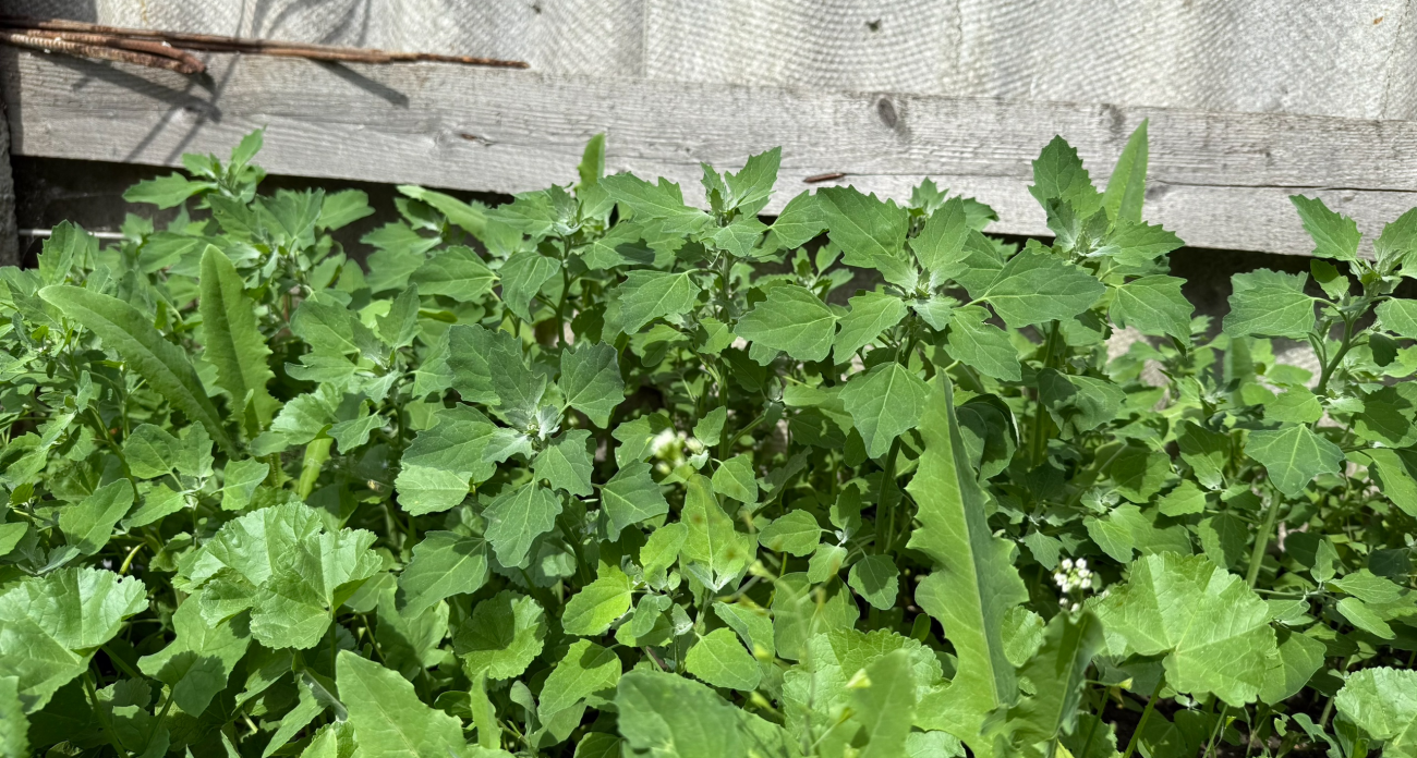 Хотите скандал в СНТ — посадите эти 5 растений: они полезут к соседям быстрее, чем вы успеете заметить