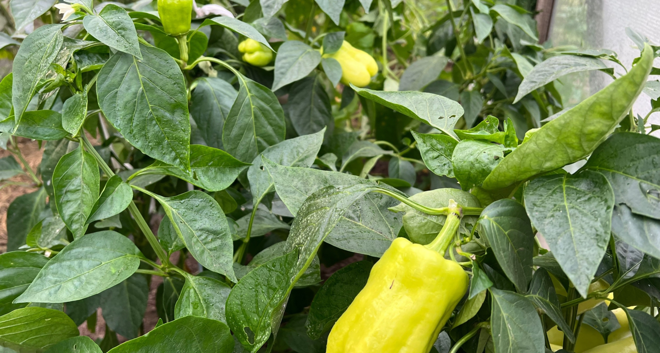 Обычный огород уже не в моде: современные дачники прибежали к этим решениям и теперь выносят урожай ведрами 