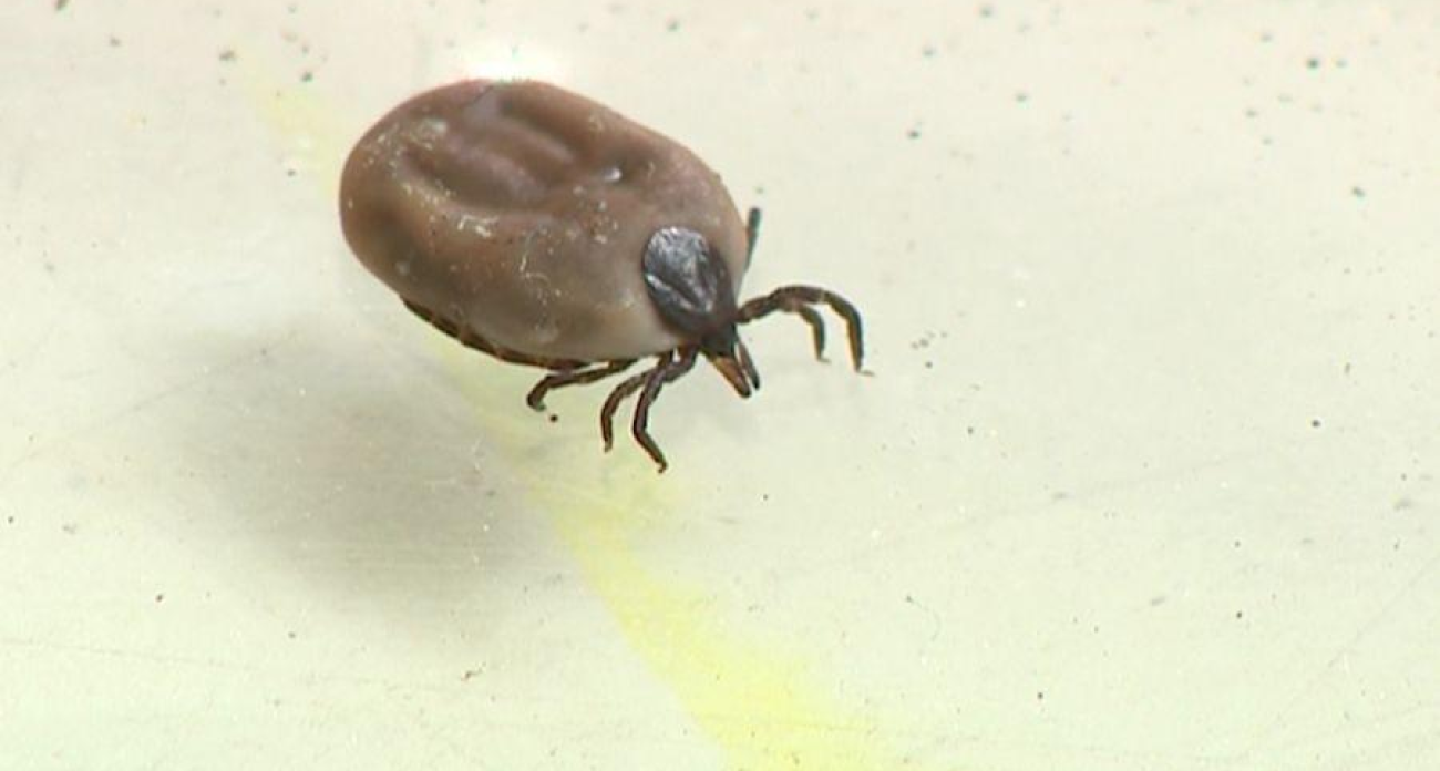 Клещи проснулись раньше времени: снег не сошел, а укусы уже фиксируют