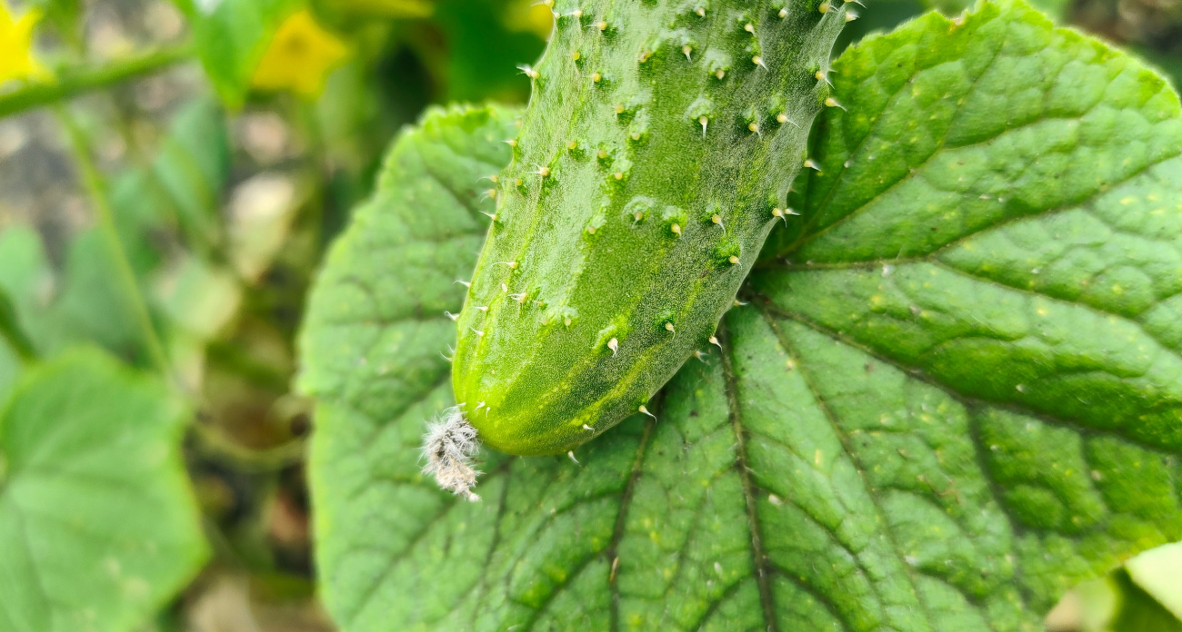 Сосед обалдел, когда увидел мои огурцы: прошлым летом вымахали под 60 см — теперь весь поселок сажает их