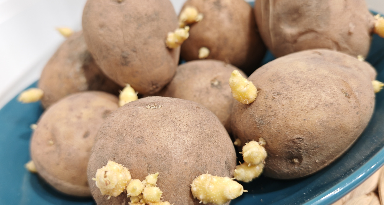 Увидел ценник на Эпин и полез в погреб: картофельные ростки заменили дорогой стимулятор — рассада крепнет за 10 дней