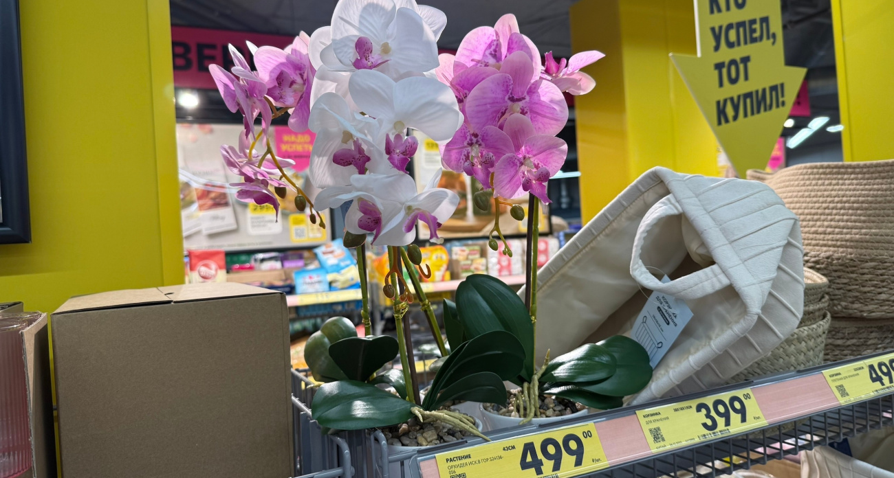 «Светофор» готовится к 8 марта — полки уже пустеют: к женскому празднику подвезли орхидеи, саженцы для дачников и турецкий шампунь