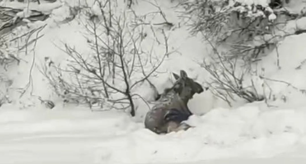 В деревне Борисоглебского района нашли раненого лося