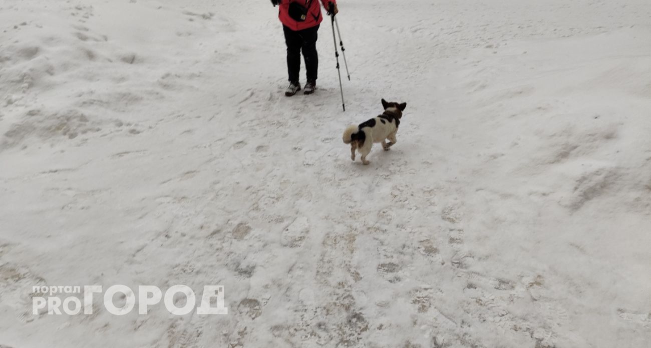 Друг с первого взгляда: 11 пород собак, которые любят людей больше лакомств