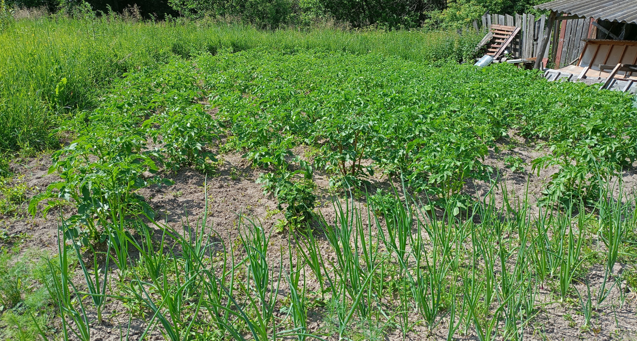 Копал, а там мелочь, пока не исправил 3 ошибки: теперь с 4 соток собираю 160 вёдер картофеля — соседи приходят смотреть