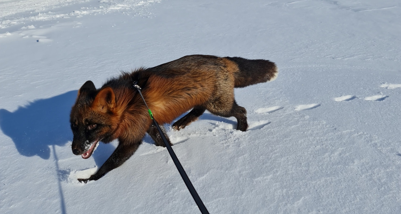  В Ярославле объявили вознаграждение за поимку домашнего лиса Фоксика
