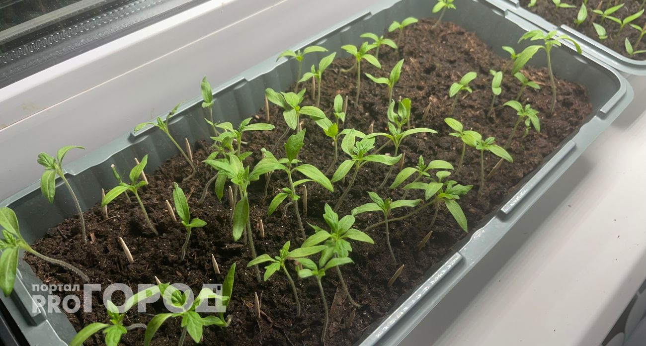 Лунно-посевной календарь на 2026 год: берите блокнот и ручку и записывайте 