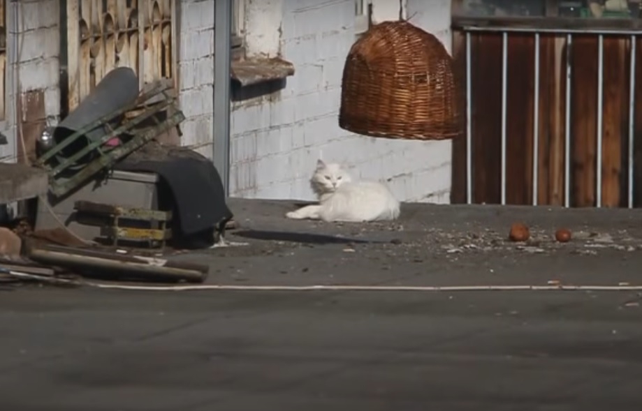 В Ярославле прошла спецоперация по спасению мартовского кота: видео