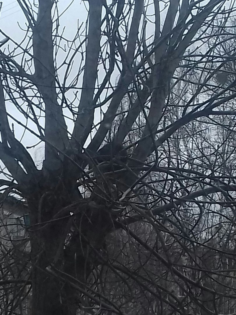 В Ярославле даже МЧС не хочет спасать кота, который пятый день сидит на дереве