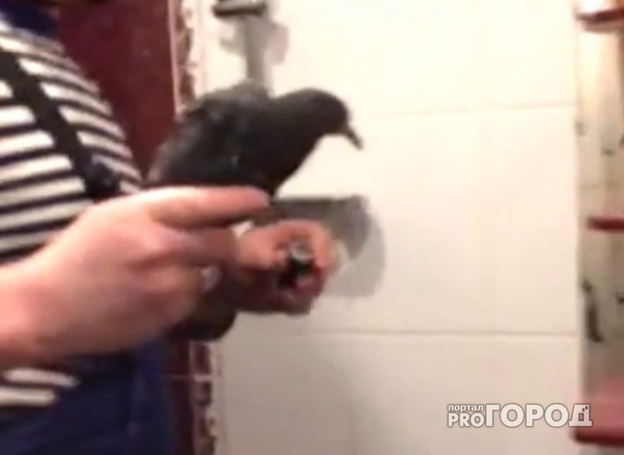 Ярославские спасатели вызволили голубя из ванной комнаты: видео
